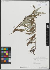 Foto von Salix turanica Nasarow